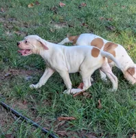 Oscar , a male American Bulldog for sale in Decatur, TN – 4 of 8