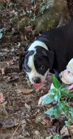Jade, a female American Bulldog for sale in Decatur, TN – 8 of 10