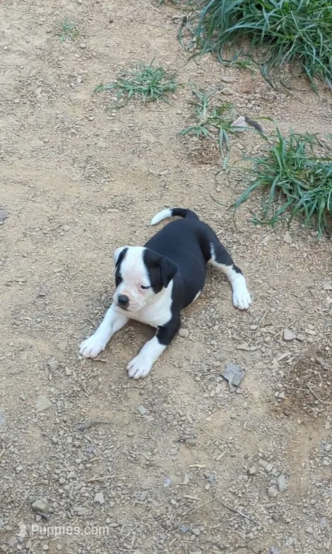 Odin – American Bulldog puppy for sale in Decatur, TN