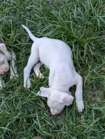 Kodiak , a male American Bulldog for sale in Decatur, TN – 6 of 10