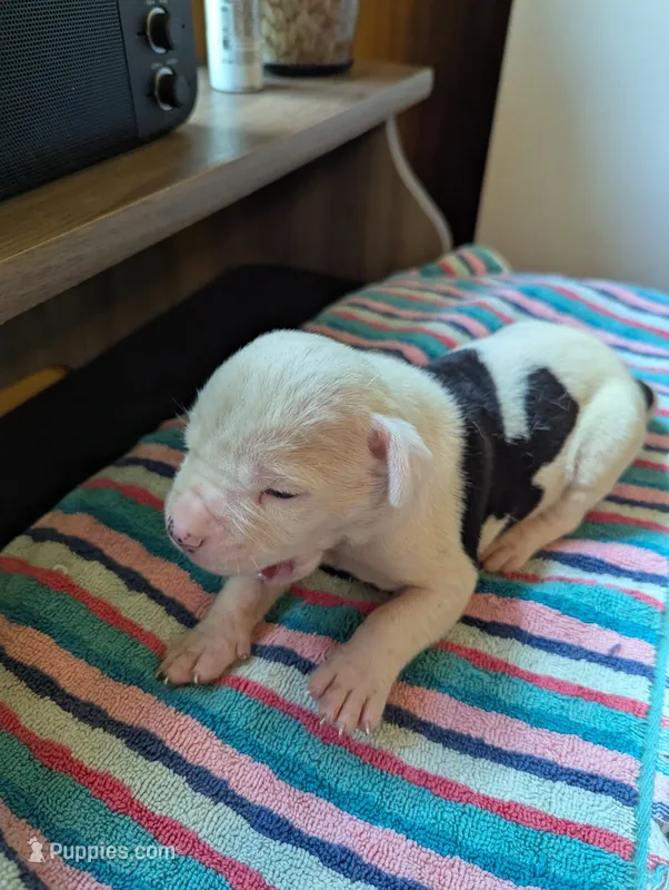 Titan  – American Bulldog puppy for sale in Decatur, TN