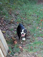 Jade, a female American Bulldog for sale in Decatur, TN – 9 of 10