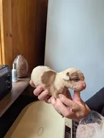 Dalton , a male American Bulldog for sale in Decatur, TN – 4 of 6
