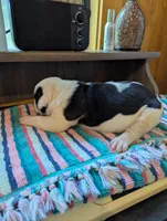 Ellie, a female American Bulldog for sale in Decatur, TN – 4 of 6