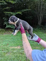 Jade, a female American Bulldog for sale in Decatur, TN – 2 of 7