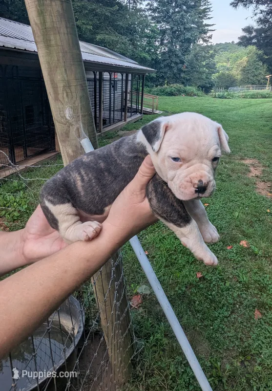 Bonnie  – American Bulldog puppy for sale in Decatur, TN