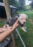Bonnie , a female American Bulldog for sale in Decatur, TN – 1 of 6