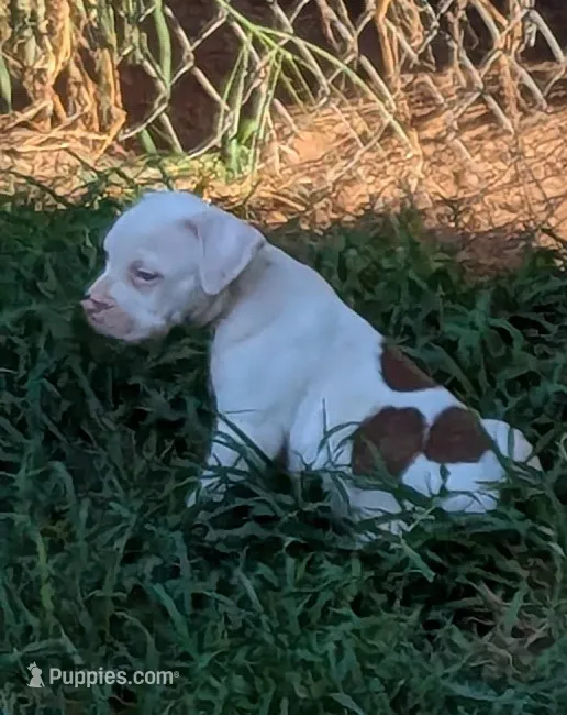 Sundance  – American Bulldog puppy for sale in Decatur, TN