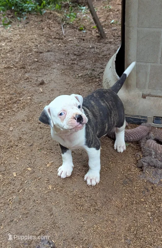 Bonnie  – American Bulldog puppy for sale in Decatur, TN
