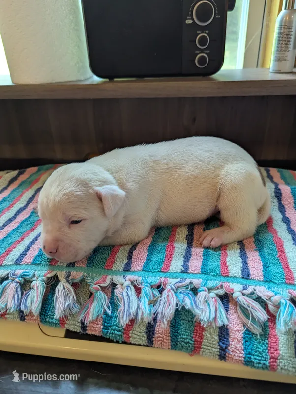 Oscar  – American Bulldog puppy for sale in Decatur, TN