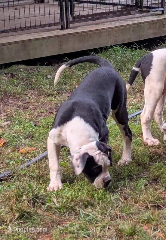 Odin – American Bulldog puppy for sale in Decatur, TN