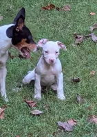 Liberty , a female American Bulldog for sale in Decatur, TN – 3 of 5