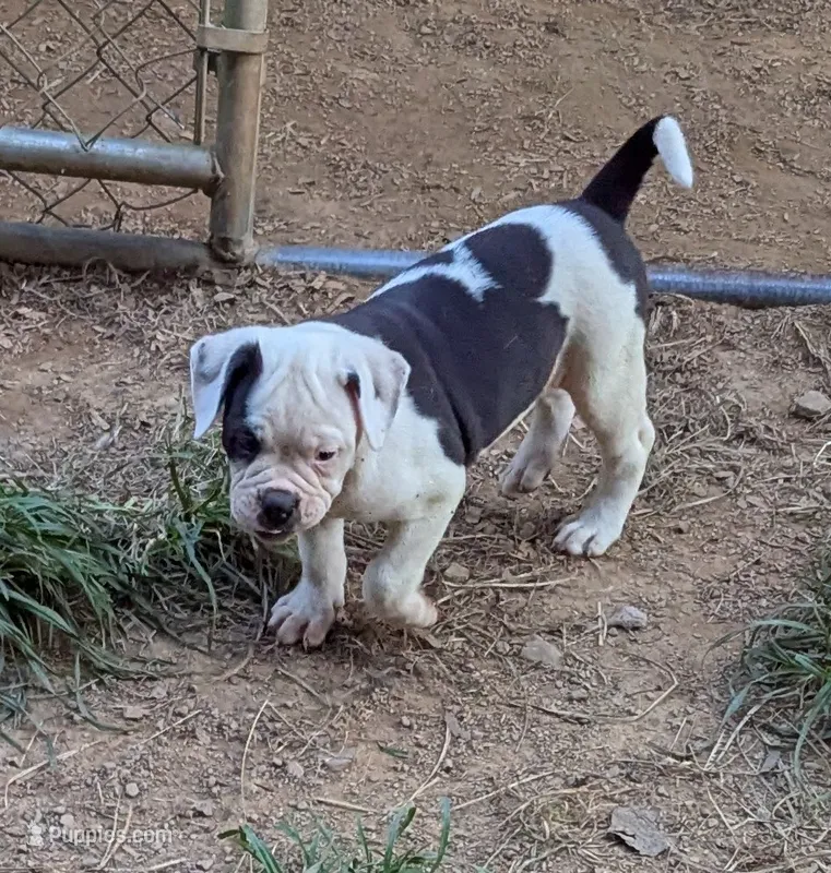 Lola – American Bulldog puppy for sale in Decatur, TN