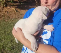 Sammi, a female American Bulldog for sale in Decatur, TN – 2 of 9