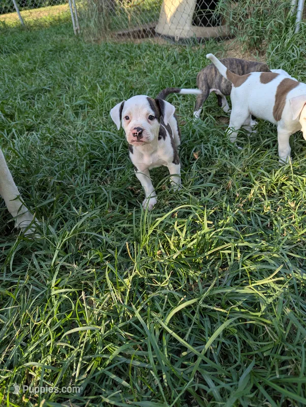 Maverick  – American Bulldog puppy for sale in Decatur, TN