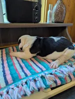 Ellie, a female American Bulldog for sale in Decatur, TN – 2 of 6