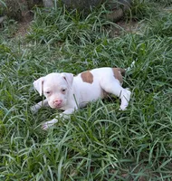 Liberty , a female American Bulldog for sale in Decatur, TN – 1 of 5