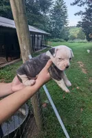 Bonnie , a female American Bulldog for sale in Decatur, TN – 3 of 6