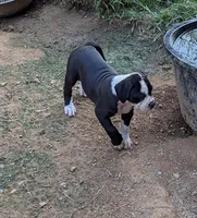 Jade, a female American Bulldog for sale in Decatur, TN – 3 of 10