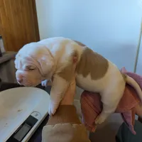 Female 1, a female American Bulldog for sale in Decatur, TN – Photo 3 of 3