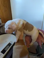 Female 1, a female American Bulldog for sale in Decatur, TN – Photo 3 of 3