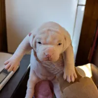 Female 1, a female American Bulldog for sale in Decatur, TN – Photo 1 of 3