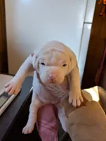 Female 1, a female American Bulldog for sale in Decatur, TN – Photo 1 of 3