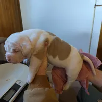 Female 1, a female American Bulldog for sale in Decatur, TN – Photo 2 of 3