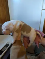 Female 1, a female American Bulldog for sale in Decatur, TN – Photo 2 of 3