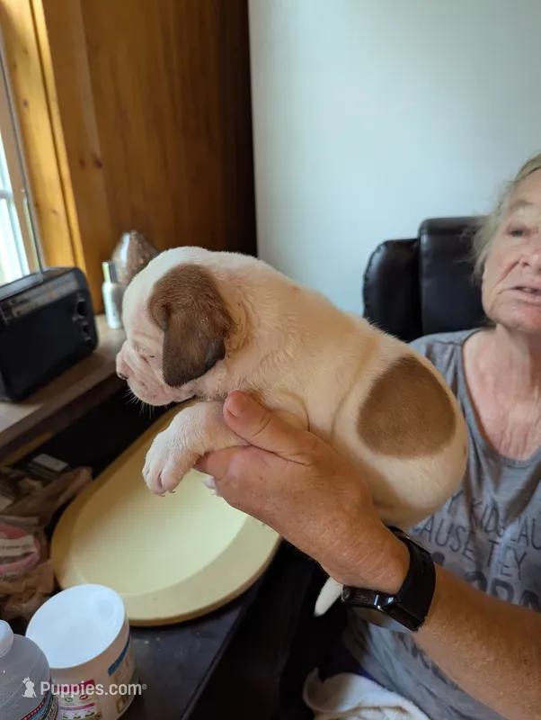 Cooper – American Bulldog puppy for sale in Decatur, TN
