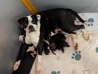 Odin, a male American Bulldog for sale in Decatur, TN – 5 of 5