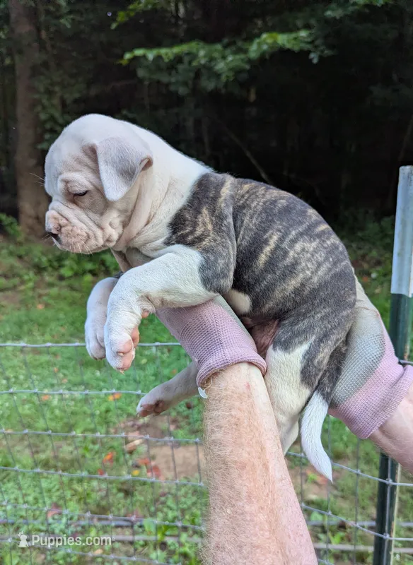 Bonnie  – American Bulldog puppy for sale in Decatur, TN