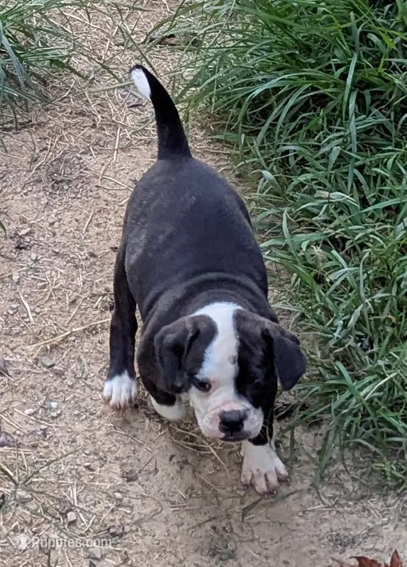 Dolly – American Bulldog puppy for sale in Decatur, TN