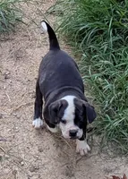 Dolly, a female American Bulldog for sale in Decatur, TN – 2 of 10