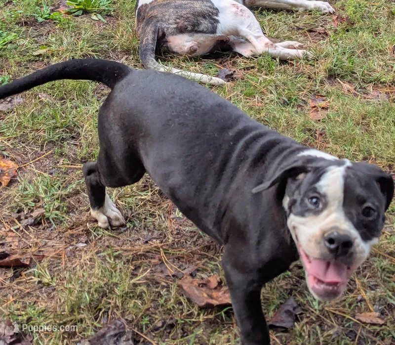 Jade – American Bulldog puppy for sale in Decatur, TN