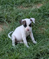 Domino , a female American Bulldog for sale in Decatur, TN – 5 of 9