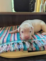 Oscar , a male American Bulldog for sale in Decatur, TN – 2 of 5