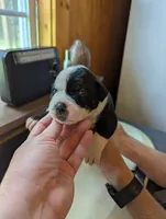 Jade, a female American Bulldog for sale in Decatur, TN – 4 of 7