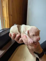 Sundance , a male American Bulldog for sale in Decatur, TN – 2 of 5
