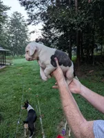 Stella , a female American Bulldog for sale in Decatur, TN – 2 of 6