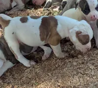 Dalton , a male American Bulldog for sale in Decatur, TN – 1 of 6