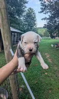 Bonnie , a female American Bulldog for sale in Decatur, TN – 2 of 6