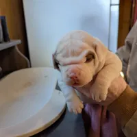 Female 2, a female American Bulldog for sale in Decatur, TN – Photo 3 of 4