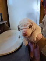 Female 2, a female American Bulldog for sale in Decatur, TN – Photo 3 of 4