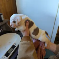 Female 2, a female American Bulldog for sale in Decatur, TN – Photo 4 of 4