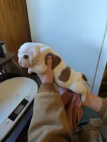 Female 2, a female American Bulldog for sale in Decatur, TN – Photo 4 of 4