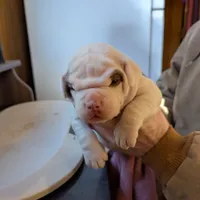 Female 2, a female American Bulldog for sale in Decatur, TN – Photo 1 of 4