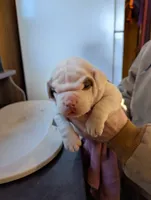 Female 2, a female American Bulldog for sale in Decatur, TN – Photo 1 of 4