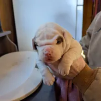 Female 2, a female American Bulldog for sale in Decatur, TN – Photo 2 of 4