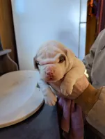 Female 2, a female American Bulldog for sale in Decatur, TN – Photo 2 of 4